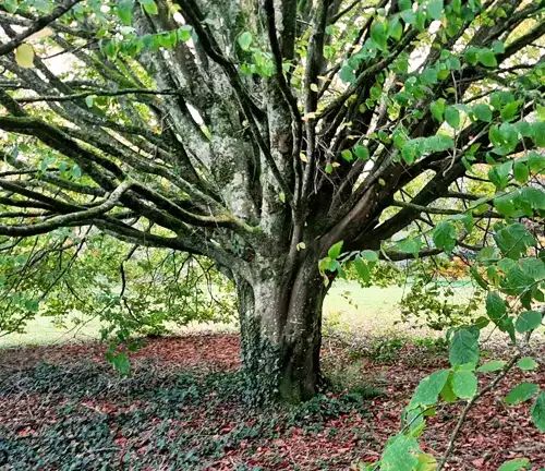 Fagus orientalis of Oriental Beech Tree