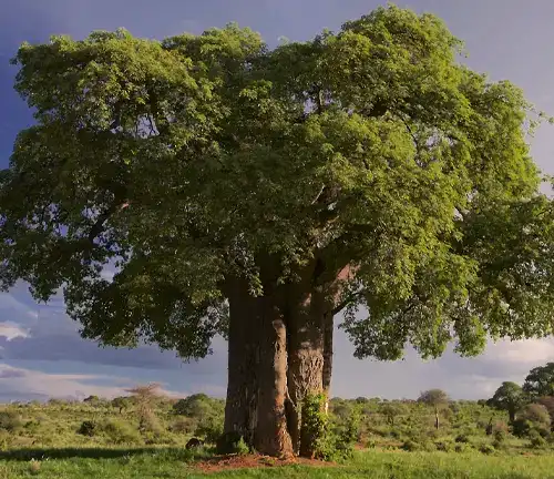 Baobab Tree