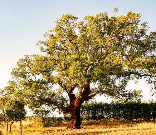 A Brief History of Cork Oak Tree