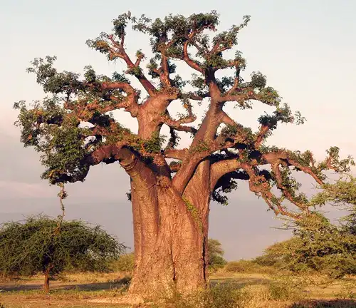 Adansonia digitata (African Baobab)