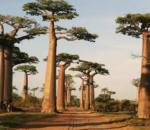 Grandidier's Baobab Tree