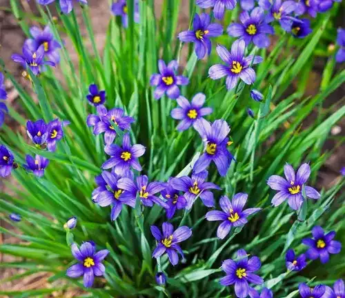 Botanical Beauty of "Blue-eyed Grass"