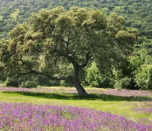 Holm Oak Tree in the field