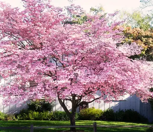 Botanical Beauty of "Flowering Dogwood"