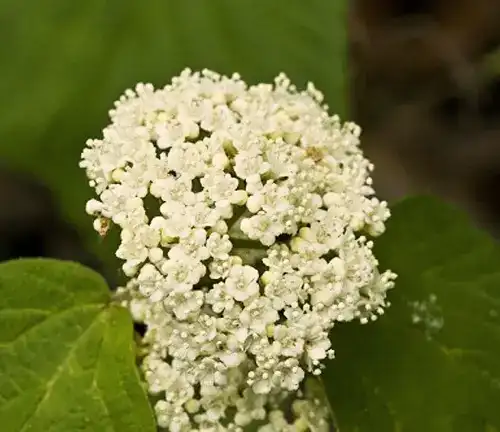 Botanical Beauty of "Mapleleaf Viburnum"