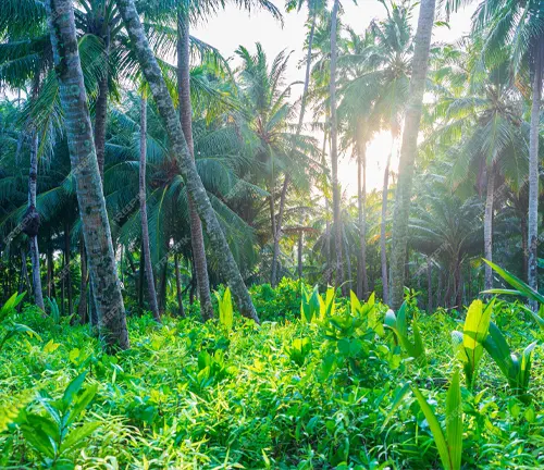 The image presents a view of a dense tropical forest, with tall palm trees reaching towards a light blue sky, bathed in a warm glow from the sun.