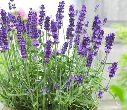 Woodland Elegance Lavender Plant