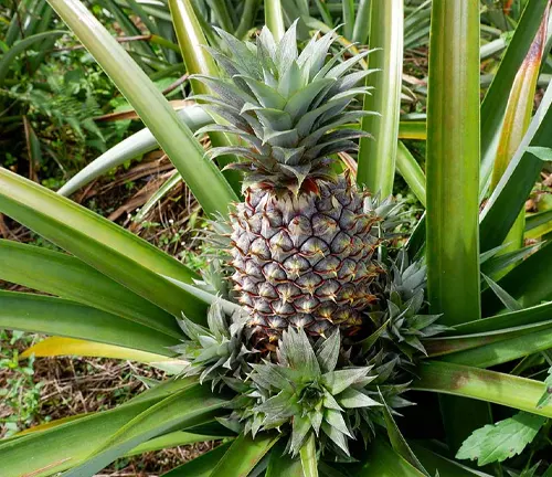 This is a close-up image of a pineapple plant with a still-green pineapple growing on it, surrounded by long green leaves, set against a background of other plants and foliage.