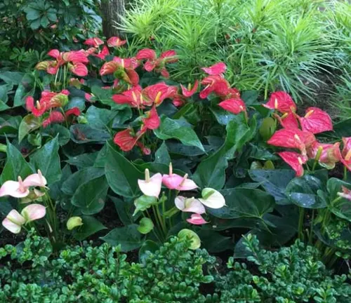 A potted anthurium plant with a pink flower. The flower is heart-shaped with a glossy texture. The leaves are large, oval-shaped, and green. The background is neutral-colored.