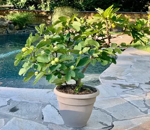 The image features a potted lemon tree situated on a stone patio. The tree, housed in a beige pot with a wide rim, is adorned with many green leaves and small yellow lemons. The background showcases a pool with a stone edge and a green lawn, creating a serene and refreshing atmosphere. The photo is taken in the daytime, with natural light enhancing the vibrant colors of the scene.