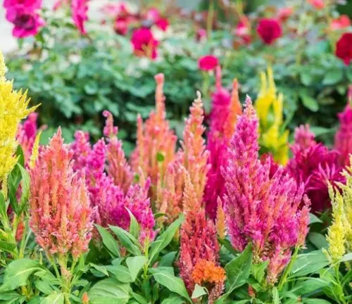 Vibrant garden with a variety of predominantly pink and yellow flowers against a blurred green foliage background.