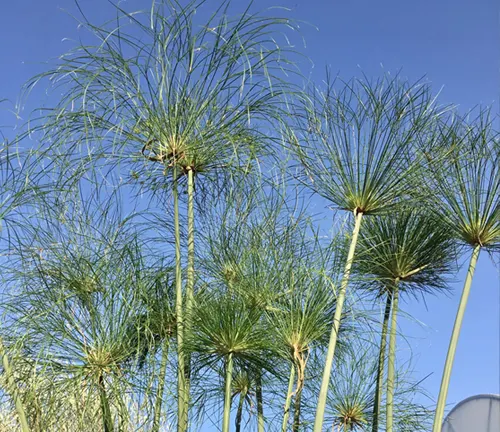 Tall green plants against a clear blue sky