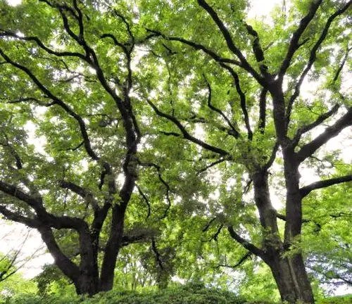 Japanese Evergreen Oak Tree Benefits