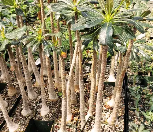 Cultivation and Conservation Desert Rose Plant