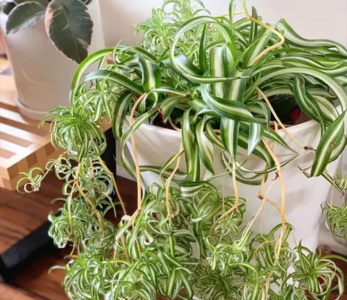 Cultivation and Conservation Spider Plant