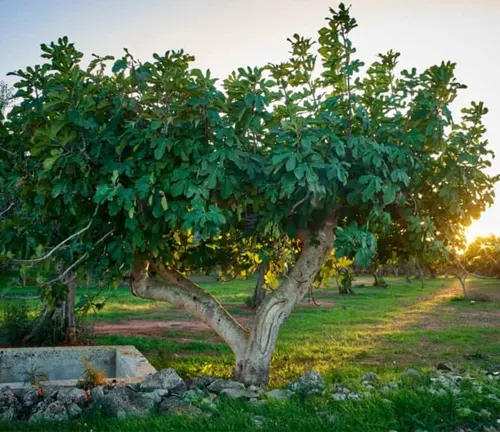 The image depicts a large fig tree standing in a field. The tree, which is the main subject of the image, has a thick trunk and many branches adorned with large green leaves. The background features a field with other trees and the sun setting in the distance, painting the scene with hues of green and orange. The image beautifully captures the tranquility of nature and the majestic presence of the fig tree.