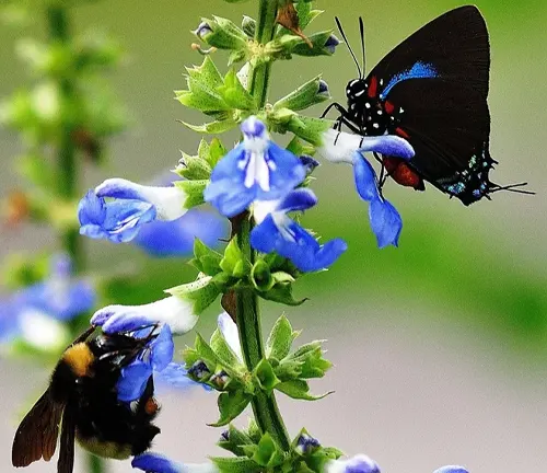 The image depicts a captivating scene from nature. On the right side of the image, there’s a black butterfly, its wings adorned with red and white spots. On the left side, a bumblebee is perched on blue flowers. The flowers are a vibrant blue and are attached to green stems, adding a splash of color to the scene. The background is blurred, suggesting a serene garden or park setting. This description aims to convey the beauty and tranquility of this natural scene, with its diverse array of insects and flowers.