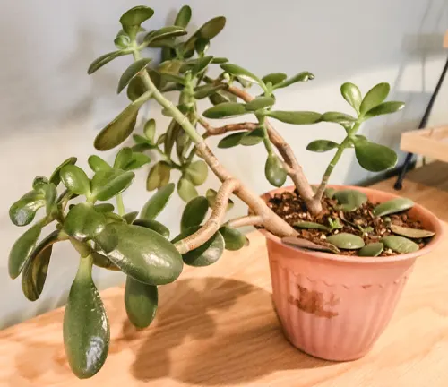 Jade Plant