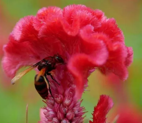 Close-up of a black and yellow bee on a deep red ruffled flower against a blurred green foliage background.