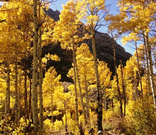 Aspen Tree