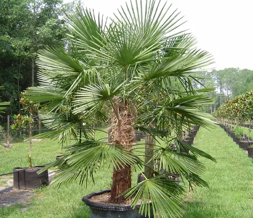 The image depicts a potted palm tree in a nursery, with rows of other plants in the background.
