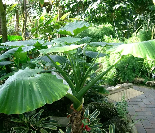 The image portrays a tropical garden teeming with large green leaves and red flowers, with a stone path winding through it.