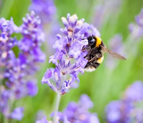 The image presents a close-up view of a black and yellow bee with extended wings, perched on a small-petaled purple flower, set against a blurred backdrop of greenery and more purple flowers.