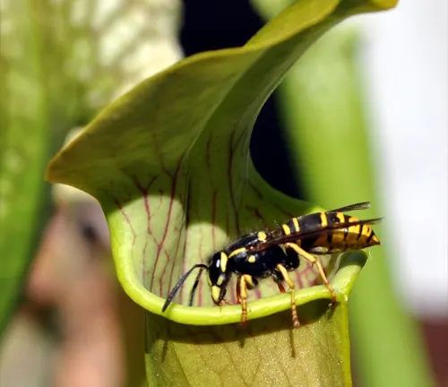 The image captures a close-up view of a black and yellow striped wasp perched on the edge of a green pitcher plant leaf with red veins, set against a blurred backdrop of other green leaves.