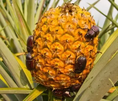 This is a close-up image of an orange pineapple with a spiky texture, hosting several beetles, set against a background of green leaves.
