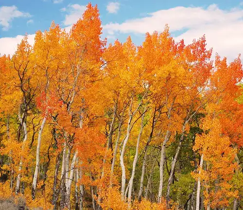 Bigtooth Aspen Tree Benefits