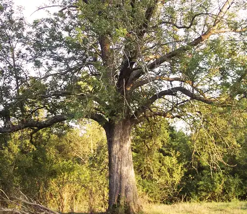 Ash Tree Blue Ash (Fraxinus quadrangulata)