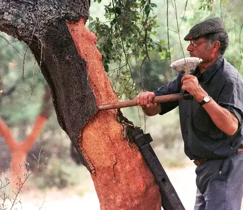 Red Oak Lumber Sustainability
