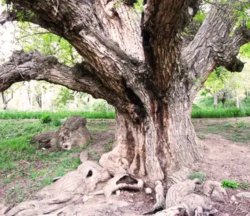 Walnut Tree