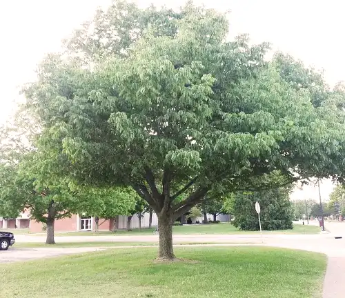 White Ash Tree
