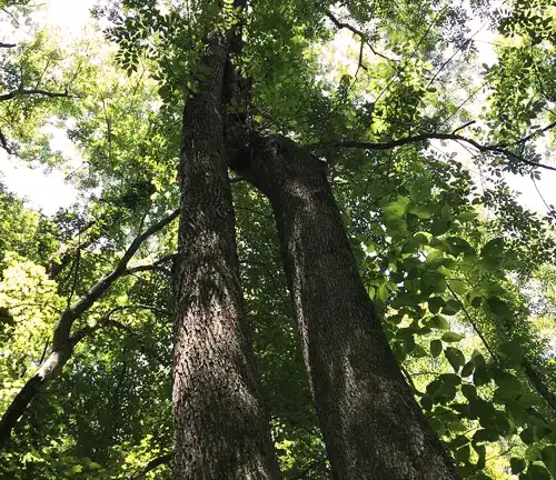 Tall Black Ash Tree