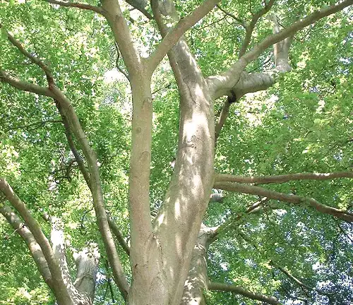 Color/Appearance Beech Tree