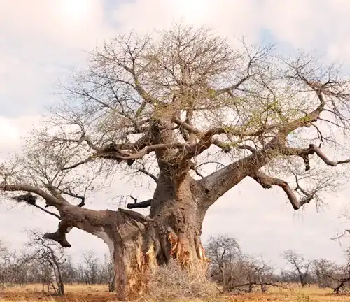 A Brief History of Baobab Tree