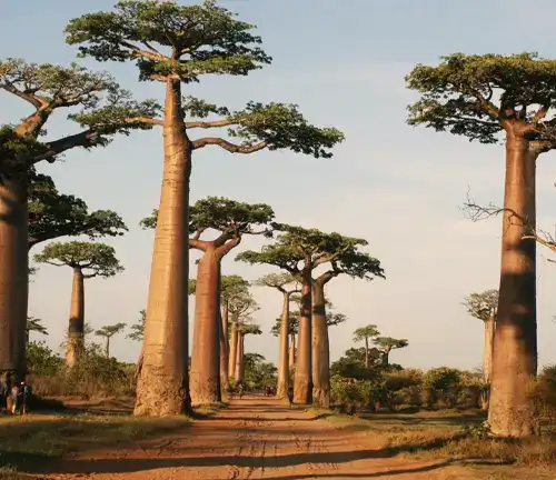 Adansonia grandidieri (Grandidier's Baobab)