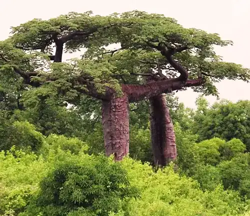 Suarez Baobab Tree