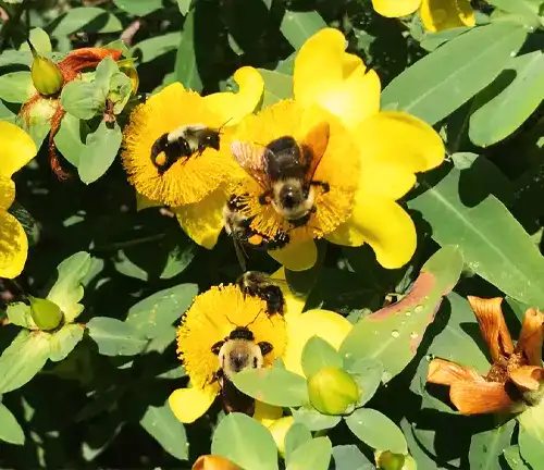 industrious bees