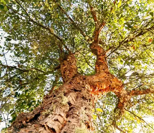 Benefits of Cork Oak Tree