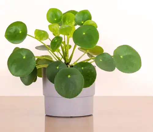 Pilea peperomioides
(Chinese Money Plant)