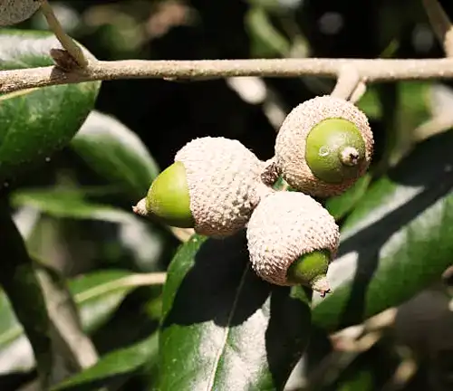 Japanese Evergreen Oak Tree small acorns