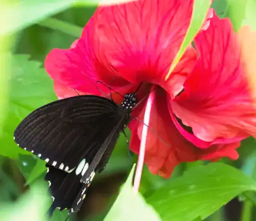 Ecological Importance Hibiscus Plant