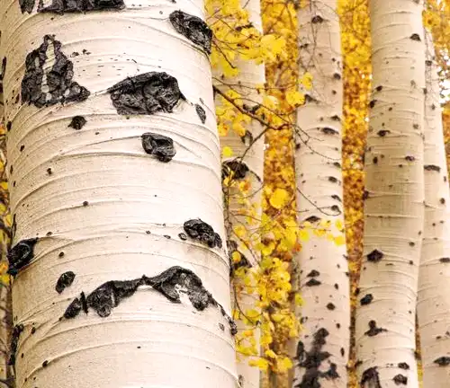 Aspen Tree