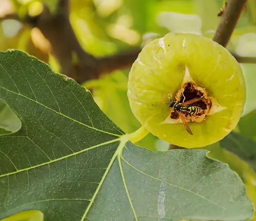 The image features a fig with a wasp on it, surrounded by leaves. The fig is yellow-green in color and has a small hole at the top, where the black and yellow striped wasp is crawling. The surrounding leaves are green with visible veins, adding texture and depth to the image. The background is blurred and consists of more leaves and branches, creating a natural setting for this close-up shot of the fig and wasp.