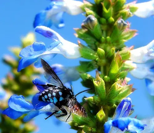 The image presents a close-up view of a black and white spotted fly perched on a bright blue flower. The fly, positioned on the right side of the image and facing towards the left, has a black body with white spots adorning its wings. The flower it rests on is a vibrant blue color, attached to a green stem with leaves. The background is a blurred blue sky, adding depth to the scene. This description aims to convey the intricate details of this natural encounter.