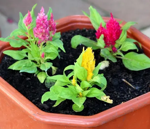 Three colorful flowers in a terracotta pot filled with black soil, placed on a concrete surface against a blurred garden or patio background.