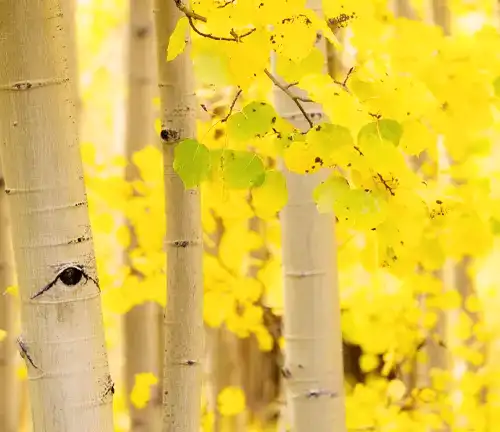 Aspen Tree