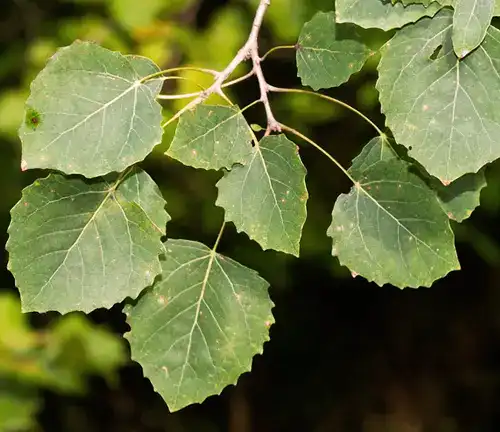 Bigtooth Aspen Tree Leaf